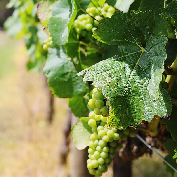 Vignes